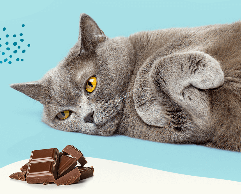 cats eating chocolate
