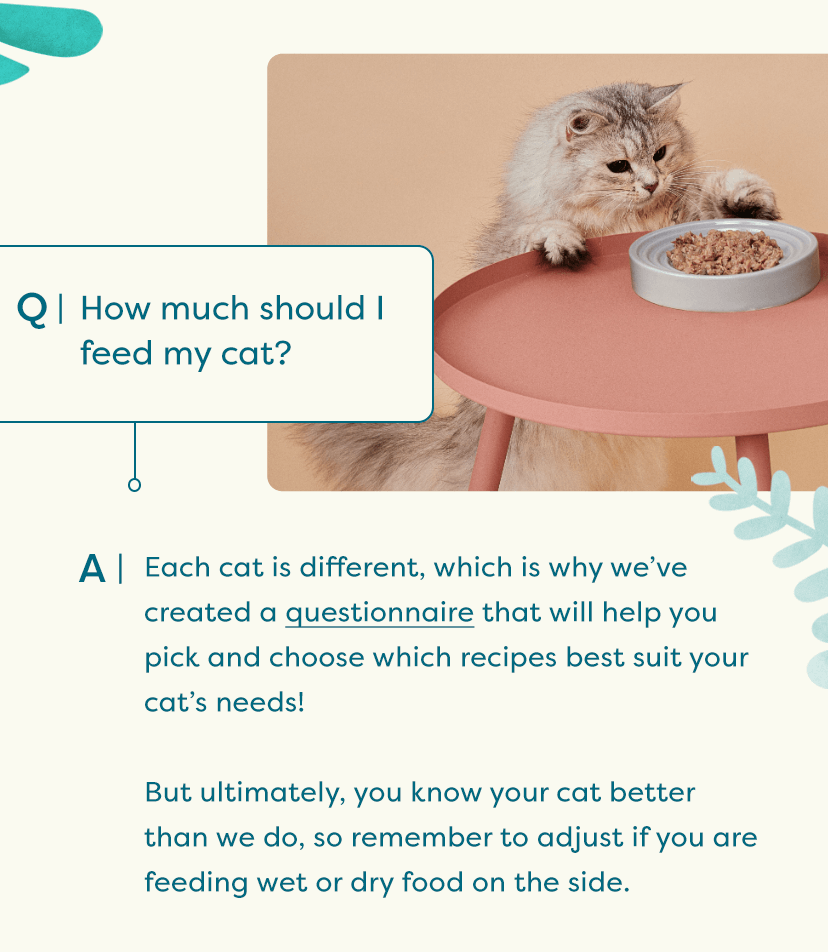 All you need to know about Untamed 😺 Untamed Cat Food