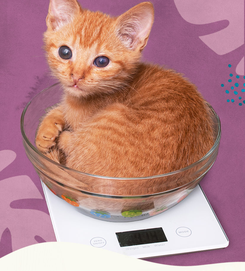 Guide what’s your cat’s healthy weight? 🐈 Untamed Cat Food