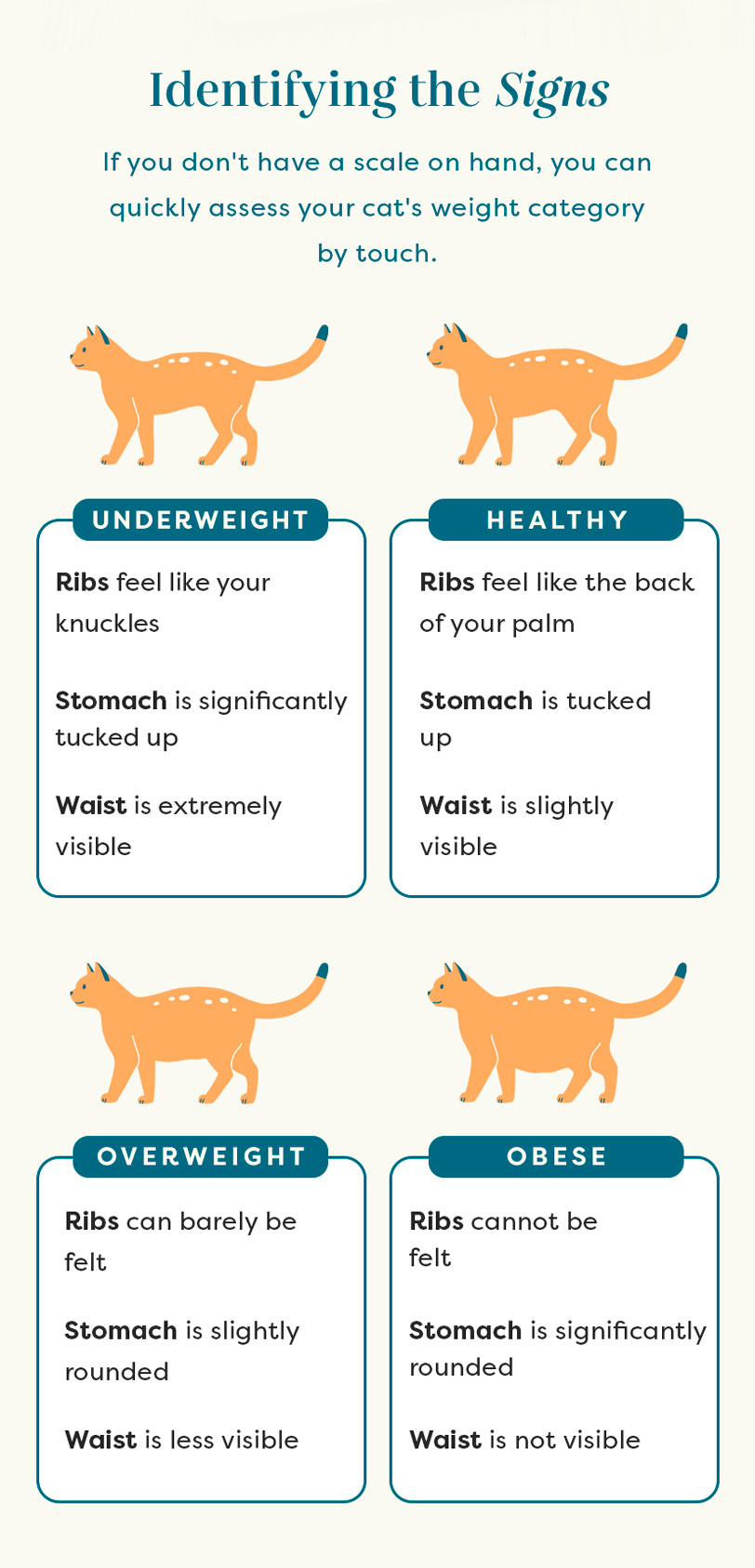 Guide what’s your cat’s healthy weight? 🐈 Untamed Cat Food
