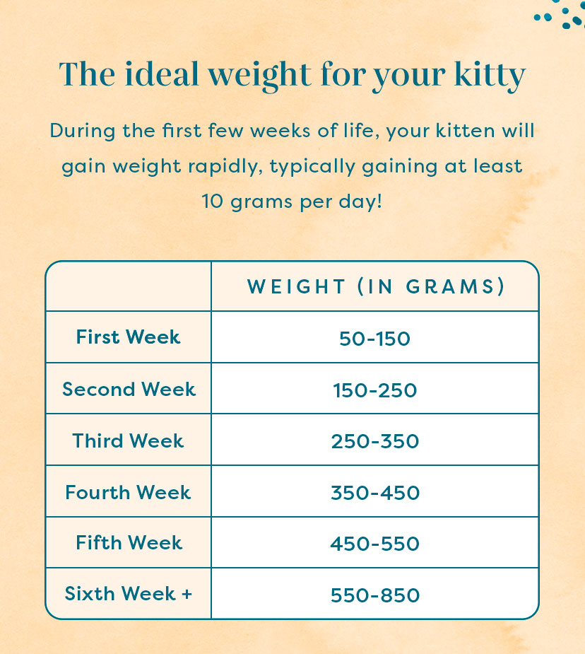 Guide: what’s your cat’s healthy weight? 🐈 - Untamed Cat Food