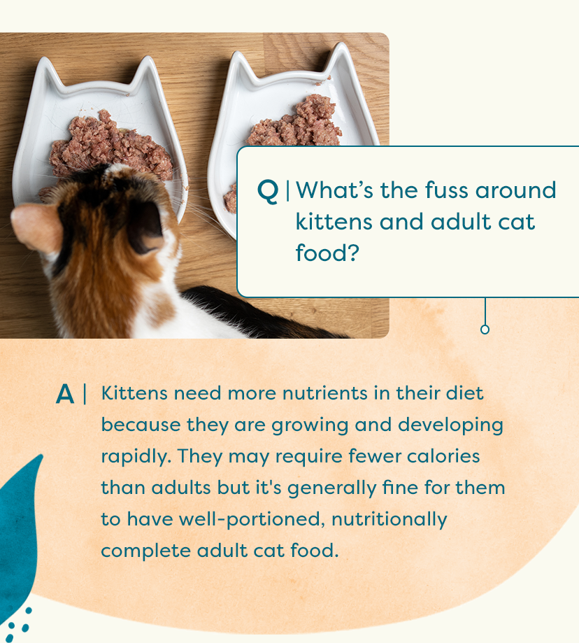 Must read Kitten diet vs adult Untamed Cat Food