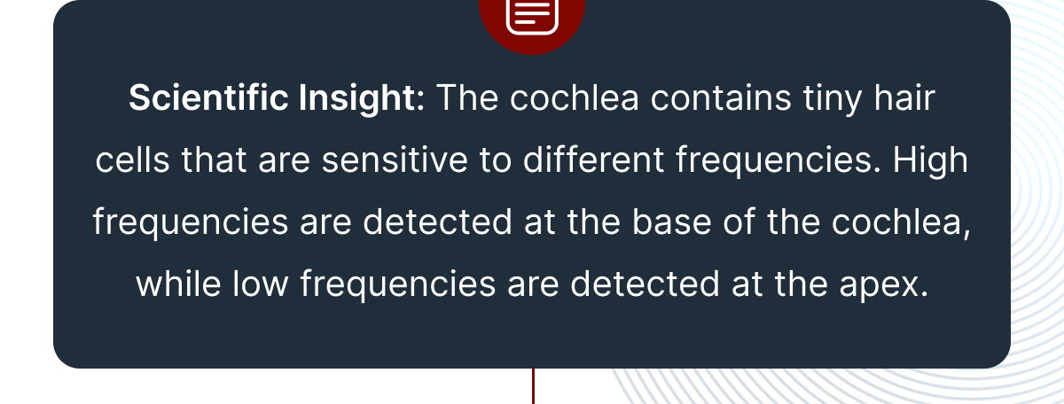 Scientific Insight: The cochlea contains tiny hair cells that are sensitive to different frequencies. 