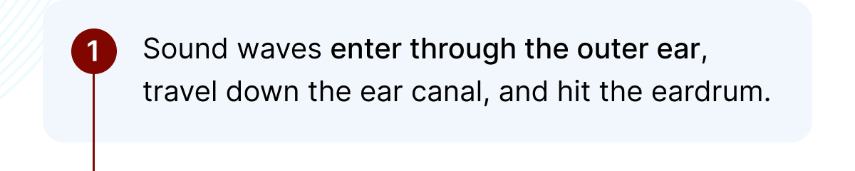 Sound waves enter through the outer ear, travel down the ear canal, and hit the eardrum.