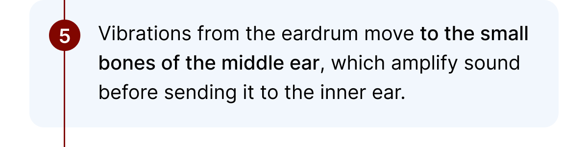 Vibrations from the eardrum move to the small bones of the middle ear, which amplify sound before sending it to the inner ear. 