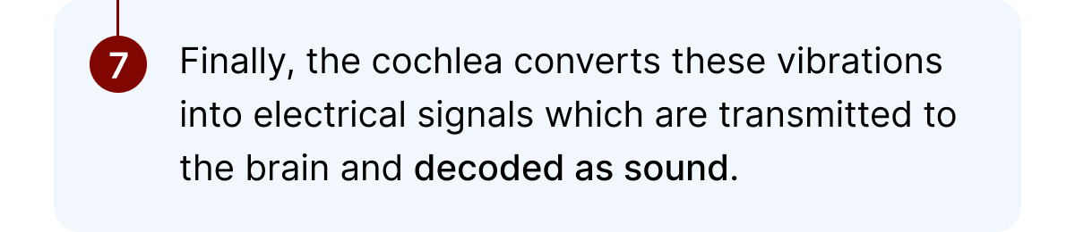 Finally, the cochlea converts these vibrations into electrical signals which are transmitted to the brain and decoded as sound.