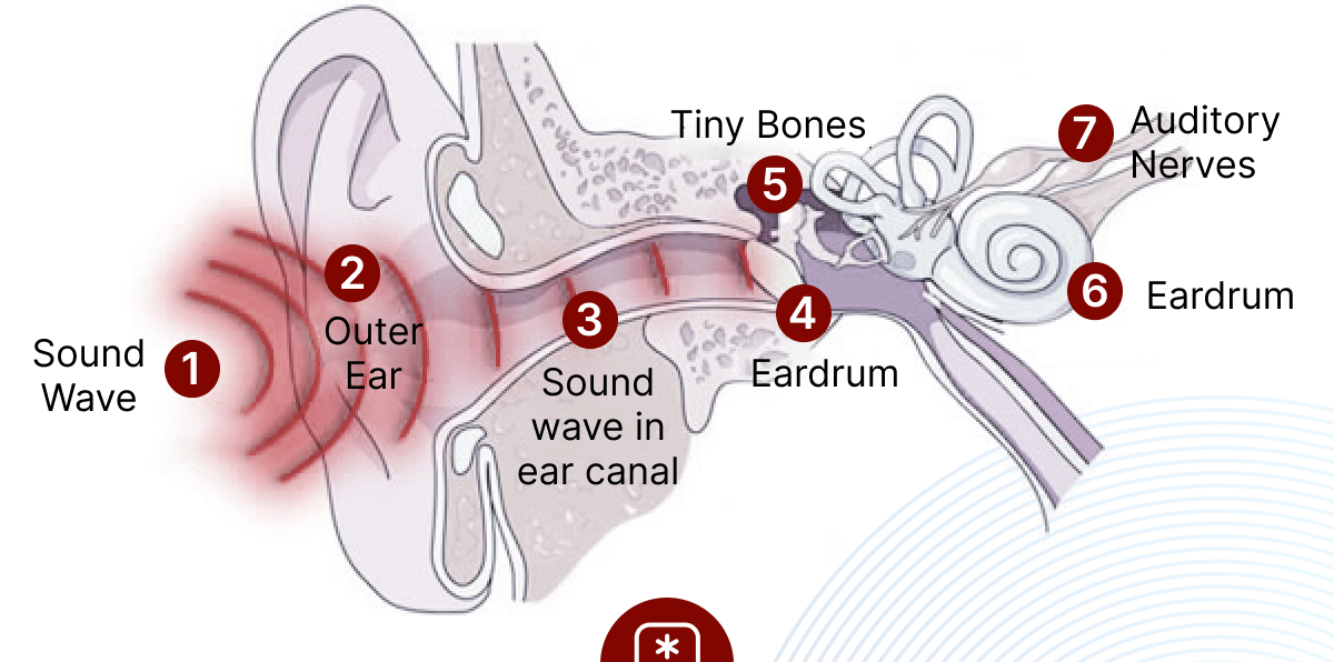 Human ear graphic