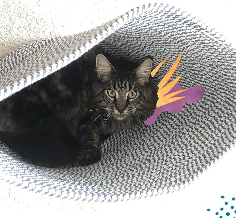 Our Cat of the Month 😻 Untamed Cat Food