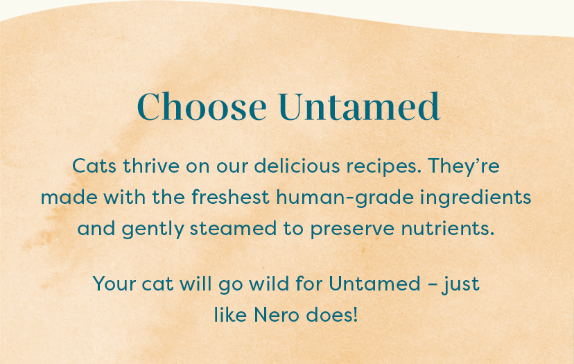 Our Cat of the Month 😻 Untamed Cat Food