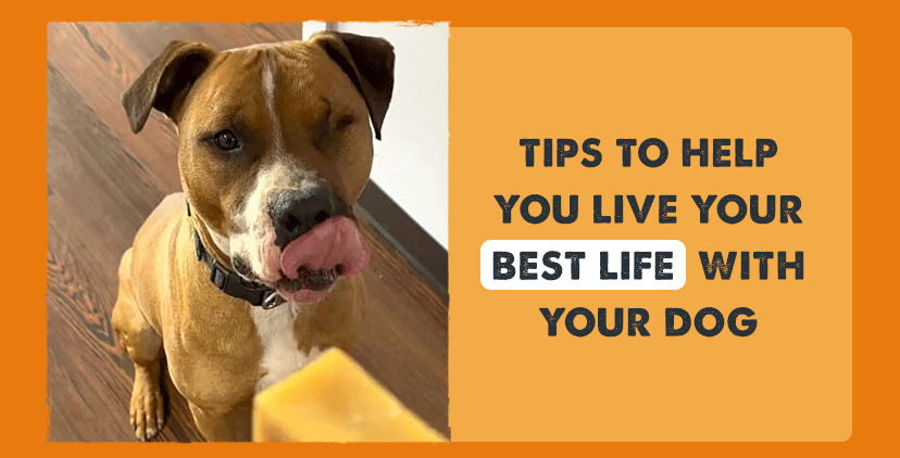 TIPS TO HELP YOU LIVE YOUR BEST LIFE WITH YOUR DOG