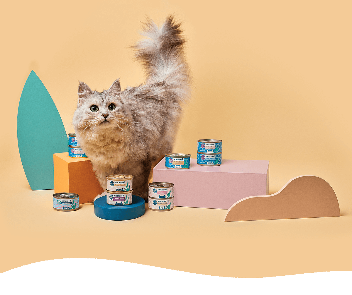 Upgrade Your Cat Food