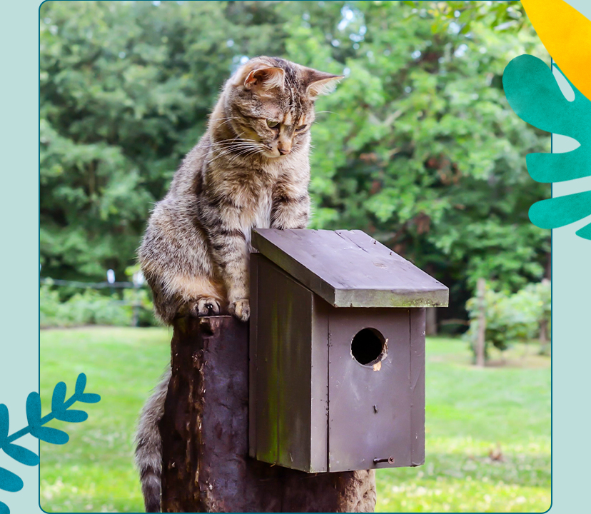 why-do-cats-eat-birds-untamed-cat-food