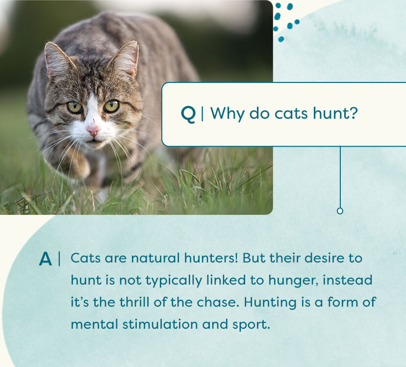 Why do cats eat birds? Untamed Cat Food