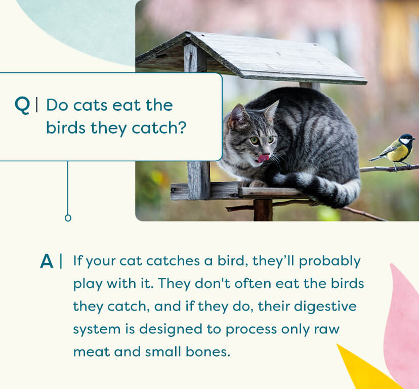 Why do cats eat birds? Untamed Cat Food
